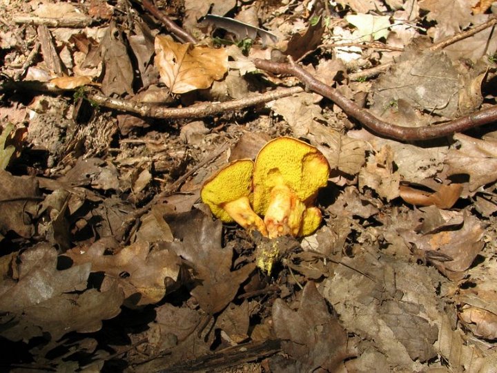 Xerocomus subtomentosus 3328